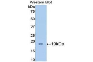 Western Blotting (WB) image for anti-Interleukin 7 (IL7) (AA 26-154) antibody (ABIN3208142) (IL-7 anticorps  (AA 26-154))