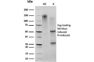 SDS-PAGE Analysis Purified CD27 Mouse Monoclonal Antibody (203. (CD27 anticorps)