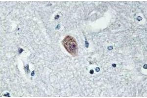 Immunohistochemistry (IHC) analyzes of Dok-6 pAb in paraffin-embedded human brain tissue. (DOK6 anticorps)