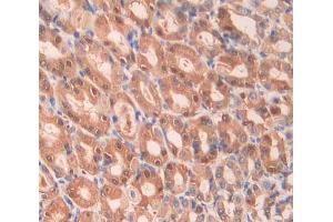 IHC-P analysis of stomach tissue, with DAB staining. (Factor VII anticorps  (AA 315-433))