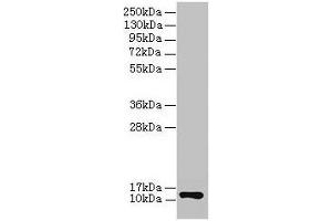 Western blot All lanes: COX6A1 antibody at 2 μg/mL + EC109 whole cell lysate Secondary Goat polyclonal to rabbit IgG at 1/15000 dilution Predicted band size: 13 kDa Observed band size: 13 kDa