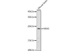 Western blot analysis of extracts of Mouse brain, using NRAS antibody (ABIN7267532) at 1:1000 dilution.
