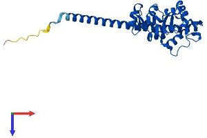 AlphaFold protein structure predicition of Human Recombinant RPL7 Protein, UniprotID P18124