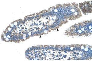 Human Intestine (S1PR5 anticorps  (N-Term))