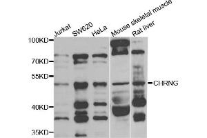 Western blot analysis of extracts of various cell lines, using CHRNG antibody (ABIN5975218) at 1/1000 dilution. (CHRNG anticorps)