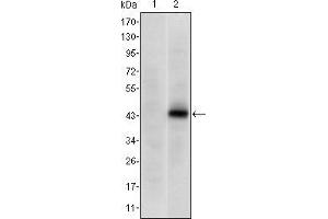 Western blot analysis using PAX4 mAb against HEK293 (1) and PAX4(AA: 105-232)-hIgGFc transfected HEK293 (2) cell lysate. (PAX4 anticorps)
