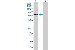 Western Blot analysis of FAM98A expression in transfected 293T cell line by FAM98A MaxPab polyclonal antibody.
