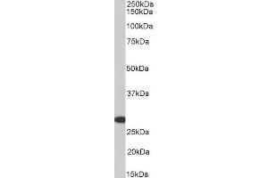 Western Blotting (WB) image for anti-Homeobox A5 (HOXA5) (AA 83-92) antibody (ABIN5867852) (HOXA5 anticorps  (AA 83-92))