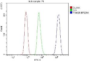 Flow Cytometry analysis of U937 cells using anti-TRIM25 antibody (ABIN7599495). (TRIM25 anticorps  (AA 1-610))