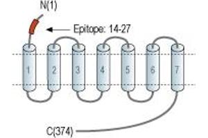 Representative domain view of the target of ABIN7885390.
