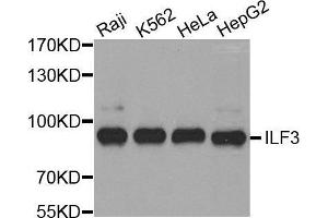 Western blot analysis of extracts of various cell lines, using ILF3 antibody. (Interleukin enhancer-binding factor 3 (ILF3) (AA 1-270) anticorps)
