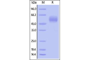 Biotinylated Human SIRP alpha, His,Avitag on  under reducing (R) condition.