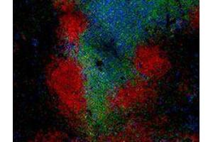 Immunofluorescence (IF) image for anti-Protein tyrosine Phosphatase, Receptor Type, C (PTPRC) antibody (Alexa Fluor 594) (ABIN2656835)