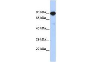 Image no. 1 for anti-Regulatory Factor X 4 (RFX4) (AA 144-193) antibody (ABIN6742521) (RFX4 anticorps  (AA 144-193))