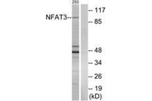 Western blot analysis of extracts from 293 cells, using NFAT3 (Ab-676) Antibody. (NFATC4 anticorps  (AA 642-691))