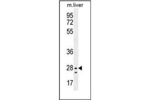 Western blot analysis of NIPSNAP3B Antibody (C-term) in Mouse liver tissue lysates (35ug/lane). (NIPSNAP3B anticorps  (C-Term))