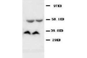Western blot analysis of rat kidney tissue lysis using SAMDC antibody (AMD1 anticorps  (C-Term))