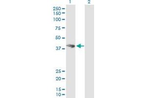 Western Blot analysis of HOMER3 expression in transfected 293T cell line by HOMER3 MaxPab polyclonal antibody.