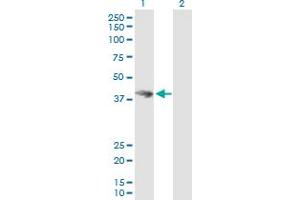 Western Blot analysis of HOMER3 expression in transfected 293T cell line by HOMER3 MaxPab polyclonal antibody. (HOMER3 anticorps  (AA 1-361))