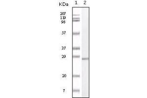 Western Blot showing S100A antibody used against truncated S100A recombinant protein. (S100A1 anticorps)