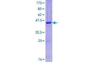 Image no. 1 for Intraflagellar Transport 27 Homolog (IFT27) (AA 1-186) protein (GST tag) (ABIN1317250)