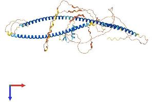 AlphaFold protein structure predicition of Mouse Recombinant Tbkbp1 Protein, UniprotID A2A9T0