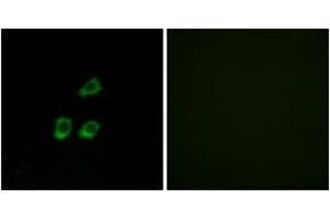 Immunofluorescence (IF) image for anti-Chloride Channel 4 (CLCN4) (AA 221-270) antibody (ABIN2890212) (CLCN4 anticorps  (AA 221-270))