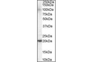 Antibody staining (0. (ARL6IP5 anticorps  (C-Term))