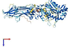 AlphaFold protein structure predicition of Human Recombinant PADI6 Protein, UniprotID Q6TGC4