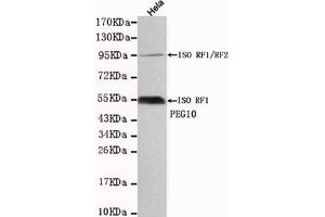 Western blot detection of PEG10 in Hela cell lysates using PEG10 mouse mAb (1:1000 diluted). (PEG10 anticorps)