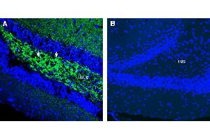 Expression of SV2A in mouse hippocampusImmunohistochemical staining of perfusion-fixed frozen mouse brain sections using Anti-SV2A Antibody (ABIN7581988), (1:300), followed by goat anti-rabbit-AlexaFluor-488.