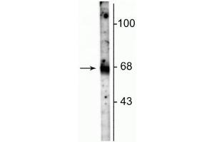 Western blot of rat hippocampal lysate showing specific immunolabeling of the ~67 kDa GAT-1 protein. (SLC6A1 anticorps  (C-Term))