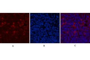 Immunofluorescence analysis of mouse spleen tissue. (CD68 anticorps)