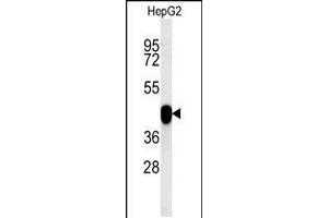 Western blot analysis in HepG2 cell line lysates (15ug/lane). (PON2 anticorps  (AA 74-101))