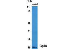 Western Blot (WB) analysis of specific cells using Op18 Polyclonal Antibody. (Stathmin 1 anticorps  (Ser732))