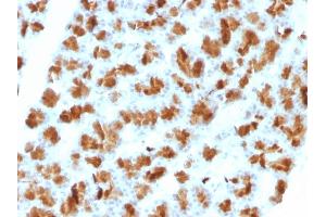 Formalin-fixed, paraffin-embedded Rat Pancreas stained with CELA3B Mouse Monoclonal Antibody (CELA3B/1257).