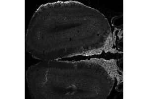 ABIN185509 (0. (NCAM2 anticorps  (C-Term))