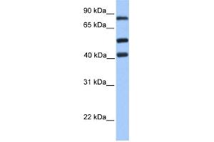 WB Suggested Anti-HCFC2 Antibody Titration:  0. (HCFC2 anticorps  (C-Term))
