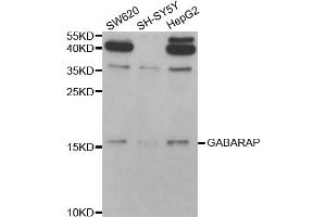 Western blot analysis of extracts of various cell lines, using GABARAP antibody (ABIN5973270) at 1/1000 dilution. (GABARAP anticorps)