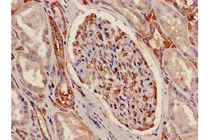 Immunohistochemistry of paraffin-embedded human kidney tissue using ABIN7144864 at dilution of 1:100 (ATP5C1 anticorps  (AA 156-266))