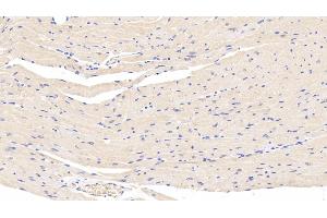 Detection of LEP in Mouse Cardiac Muscle Tissue using Polyclonal Antibody to Leptin (LEP)