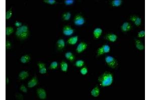 Immunofluorescence staining of Hela cells with ABIN7160228 at 1:200, counter-stained with DAPI.