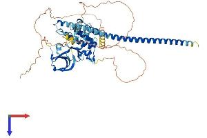 AlphaFold protein structure predicition of Mouse Recombinant Map3k7 Protein, UniprotID Q62073