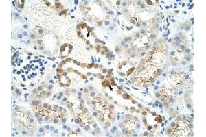 Image no. 1 for anti-Myb-Binding Protein 1A (MYBBP1A) (AA 1201-1250) antibody (ABIN202984)