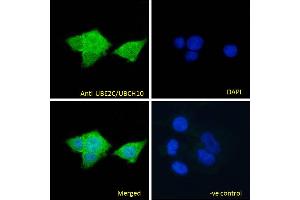ABIN184805 Immunofluorescence analysis of paraformaldehyde fixed MCF7 cells, permeabilized with 0. (UBE2C anticorps  (C-Term))