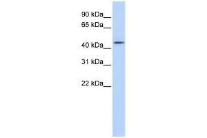 AHCY antibody used at 1 ug/ml to detect target protein. (AHCY anticorps  (N-Term))