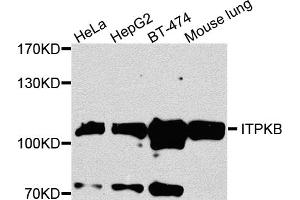 Western blot analysis of extracts of various cell lines, using ITPKB antibody (ABIN5972108) at 1/1000 dilution. (ITPKB anticorps)