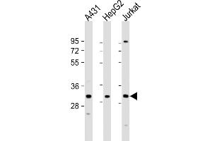 All lanes : Anti-LY6G6F Antibody (N-term) at 1:1000 dilution Lane 1: A431 whole cell lysate Lane 2: HepG2 whole cell lysate Lane 3: Jurkat whole cell lysate Lysates/proteins at 20 μg per lane. (LY6G6F anticorps  (N-Term))