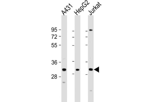 LY6G6F antibody  (N-Term)