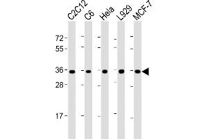 All lanes : Anti-PCNA Antibody (C-term) at 1:2000 dilution Lane 1: C2C12 whole cell lysate Lane 2: C6 whole cell lysate Lane 3: Hela whole cell lysate Lane 4:  whole cell lysate Lane 5: MCF-7 whole cell lysate Lysates/proteins at 20 μg per lane. (PCNA anticorps  (C-Term))